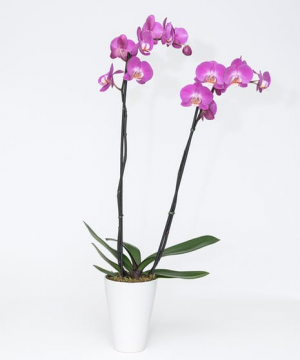 Orchid 