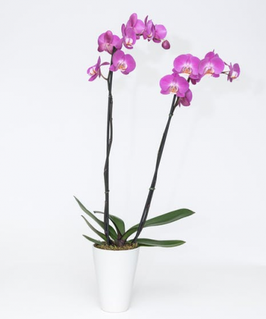 Orchid 