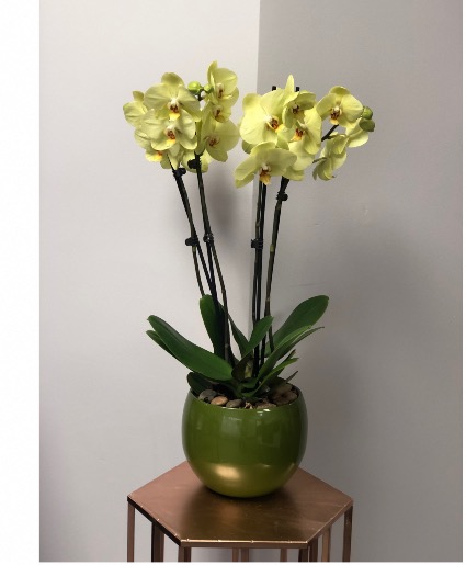 Orchid  
