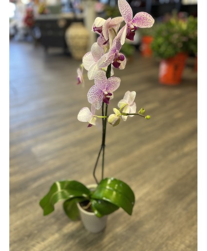 Orchid 