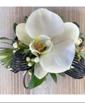 Orchid 