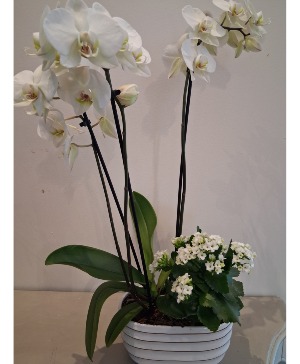 Orchid and Kalanchoe Planter 