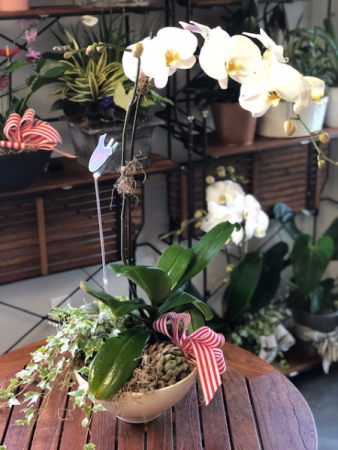 Orchid and Succulent Bowl Plant Bowl 