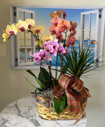 Graceful Orchid Basket  in Sugar Land, TX | BOUQUET FLORIST