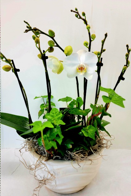 Orchid Bowl 