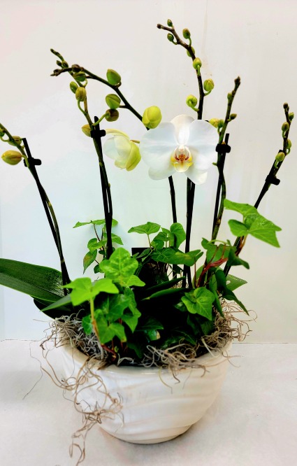 Orchid Bowl 