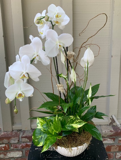 Orchid Bowl (Varied colors) Orchid Garden in Ceramic Bowl