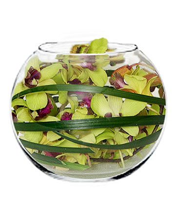 ORCHID BUBBLE BOWL Arrangement in Cary, NC | GCG FLOWER & PLANT DESIGN