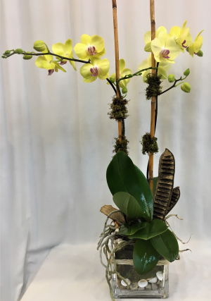 Orchid Cheerfulness Plant
