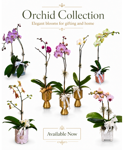 Orchid Collection Blooming Plant