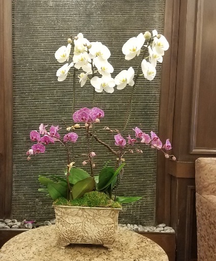 Orchid Congratulations / Grand Opening