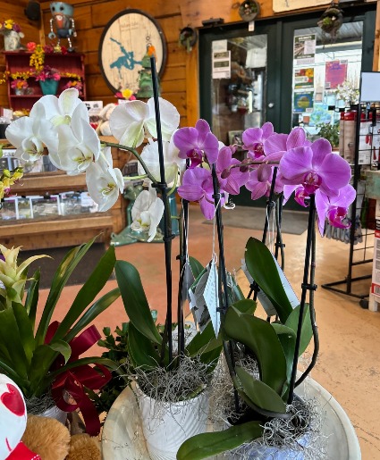 Orchid Crush Collection Blooming Plant