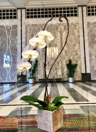 Orchid Delight (Limited number of orchids! ) 