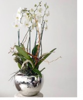 Orchid Driftwood  Pre-order for next day Delivery