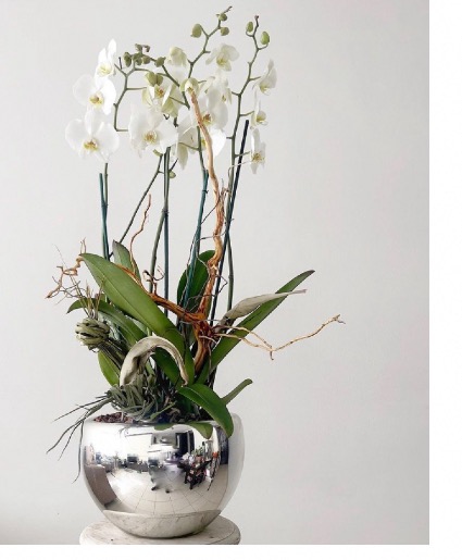 Orchid Driftwood  Pre-order for next day Delivery