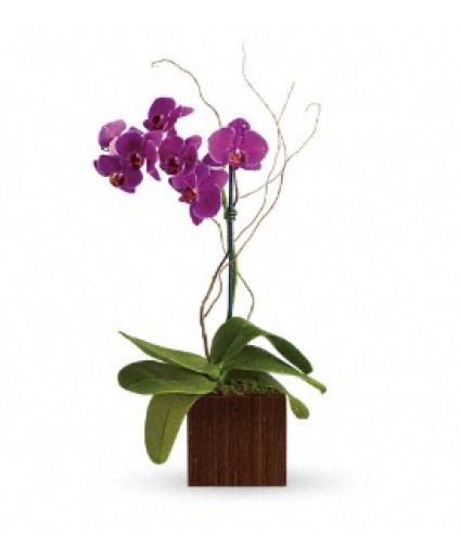 Orchid Elegance 