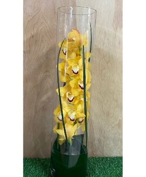 Orchid Elegance in tall cylinder vase 