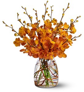 Orchid Embers 