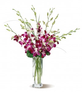 Orchid Embrace tropical for everyday