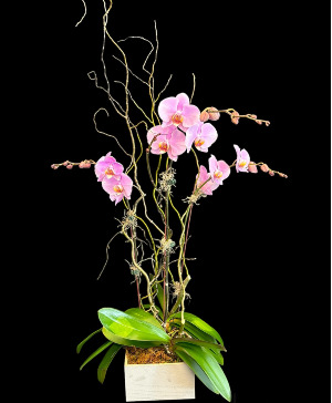 Orchid Fantasy 