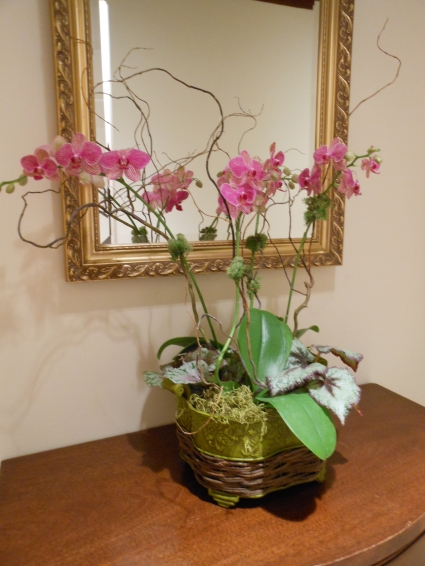 Orchid Garden 