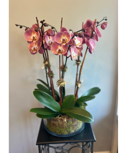 Orchid Garden 