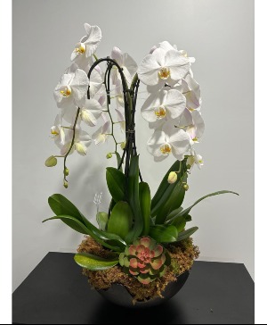 Orchid Garden 
