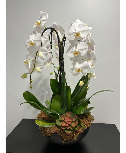 Orchid Garden 