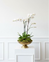 Orchid Garden 