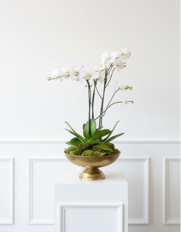 Orchid Garden  in Brentwood, TN | BRENTWOOD FLOWER SHOPPE