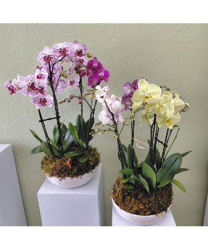 Orchid Garden phalaenopsis 