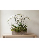 Orchid Garden Plant