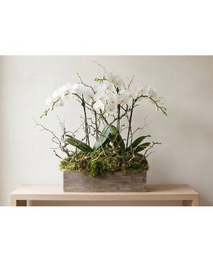Orchid Garden Plant