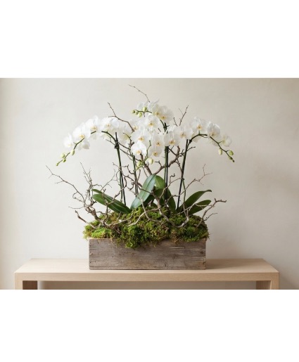 Orchid Garden Plant