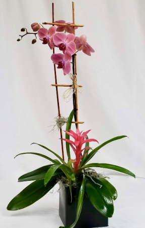 Orchid Garden potted plants