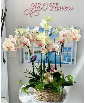 Orchid Harmony Basket 