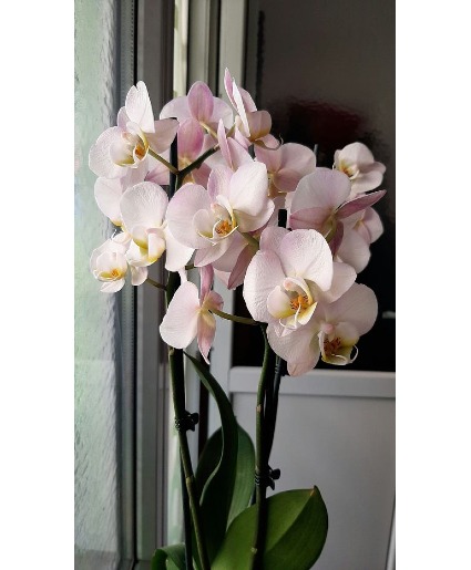 Orchid Topiary Plant