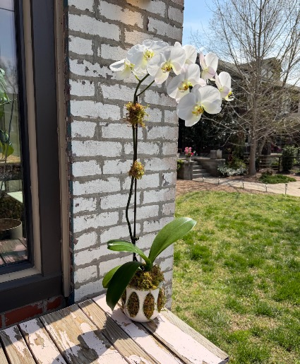 Orchid in Ceramic Pot 