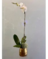 Orchid in Modern Gold Pot 