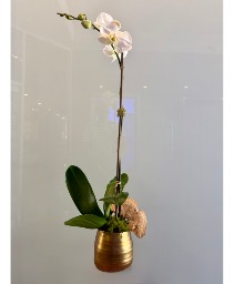 Orchid in Modern Gold Pot 