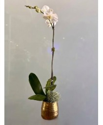 Orchid in Modern Gold Pot 