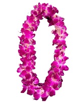 Graduation Orchid Leis Double Sonia Orchid Leis   ((Pickup Only))   