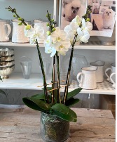 Orchid lover  Orchid plants 