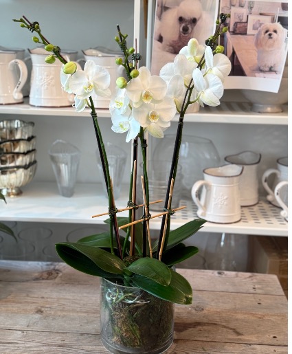 Orchid lover  Orchid plants 