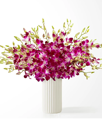 Orchid lovers 