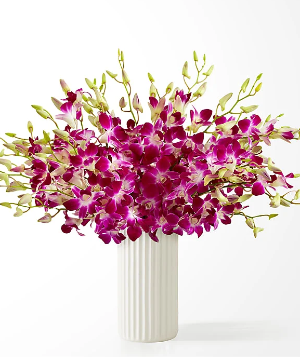 Orchid Lovers 