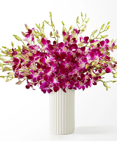 Orchid lovers 
