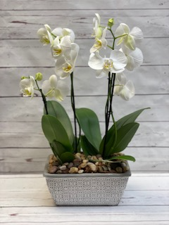 Orchid Memories 