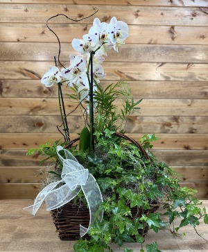 Orchid Oasis Plant Basket