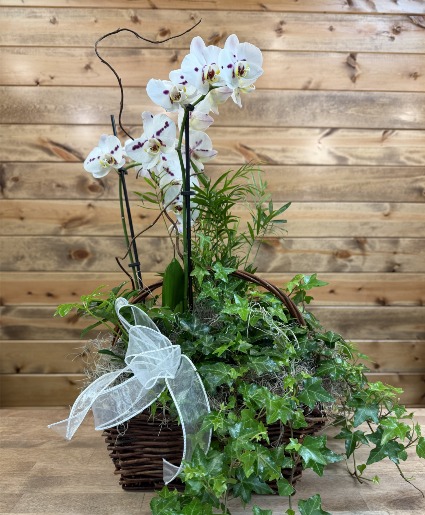 Orchid Oasis Plant Basket
